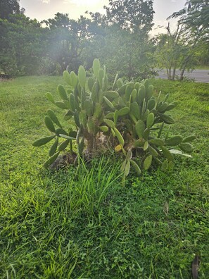 Property grounds - Charming 3-bedroom villa in Portsmouth perfect for your getaway (Portsmouth)