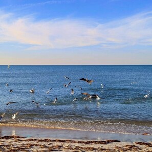 Ein Strand mit Wellen und Möwen, die  über dem Wasser fliegen.