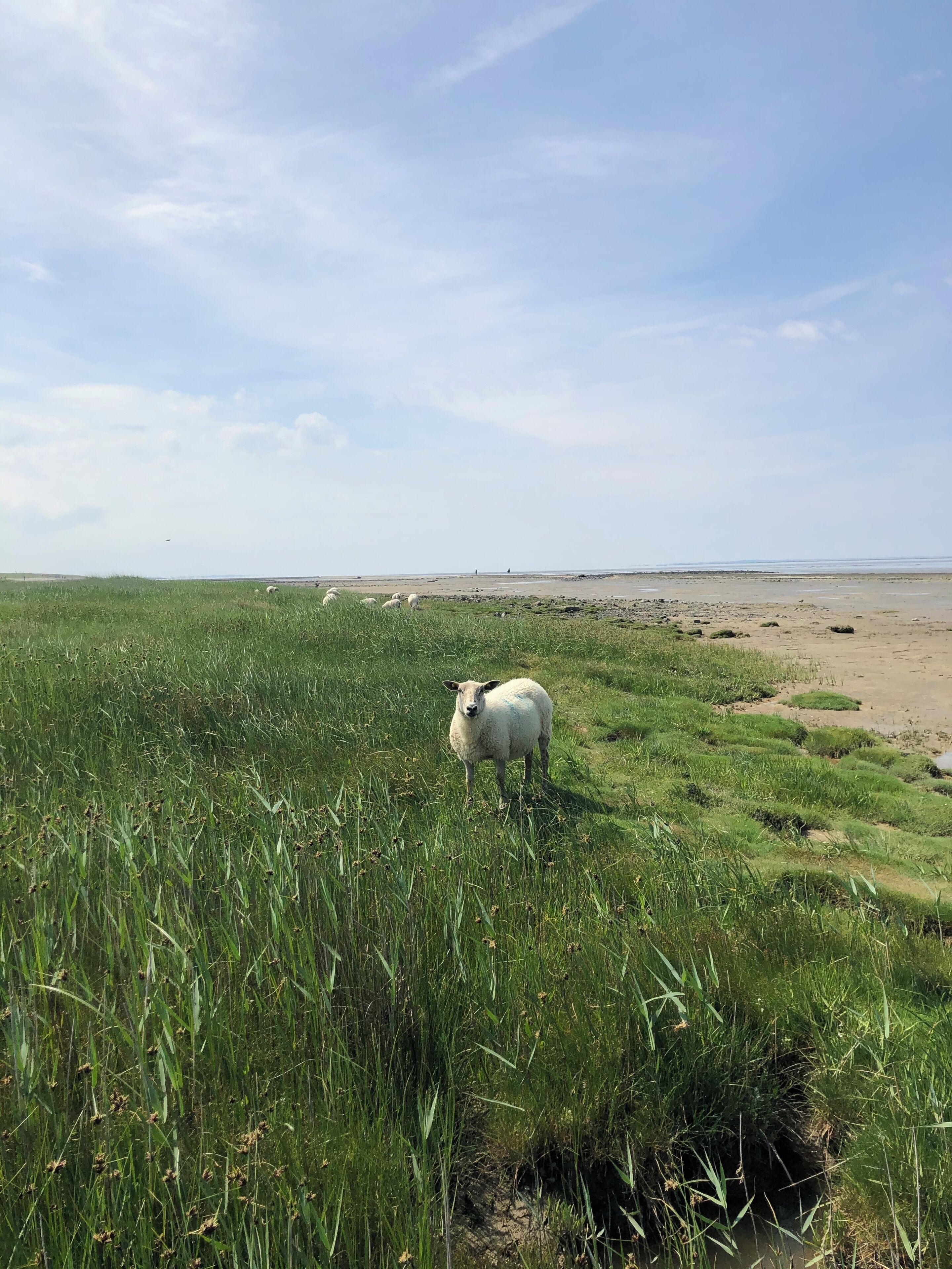 Ein grünes Feld im Vordergrund mit einem Schaf, im Hintergrund ein Strand.