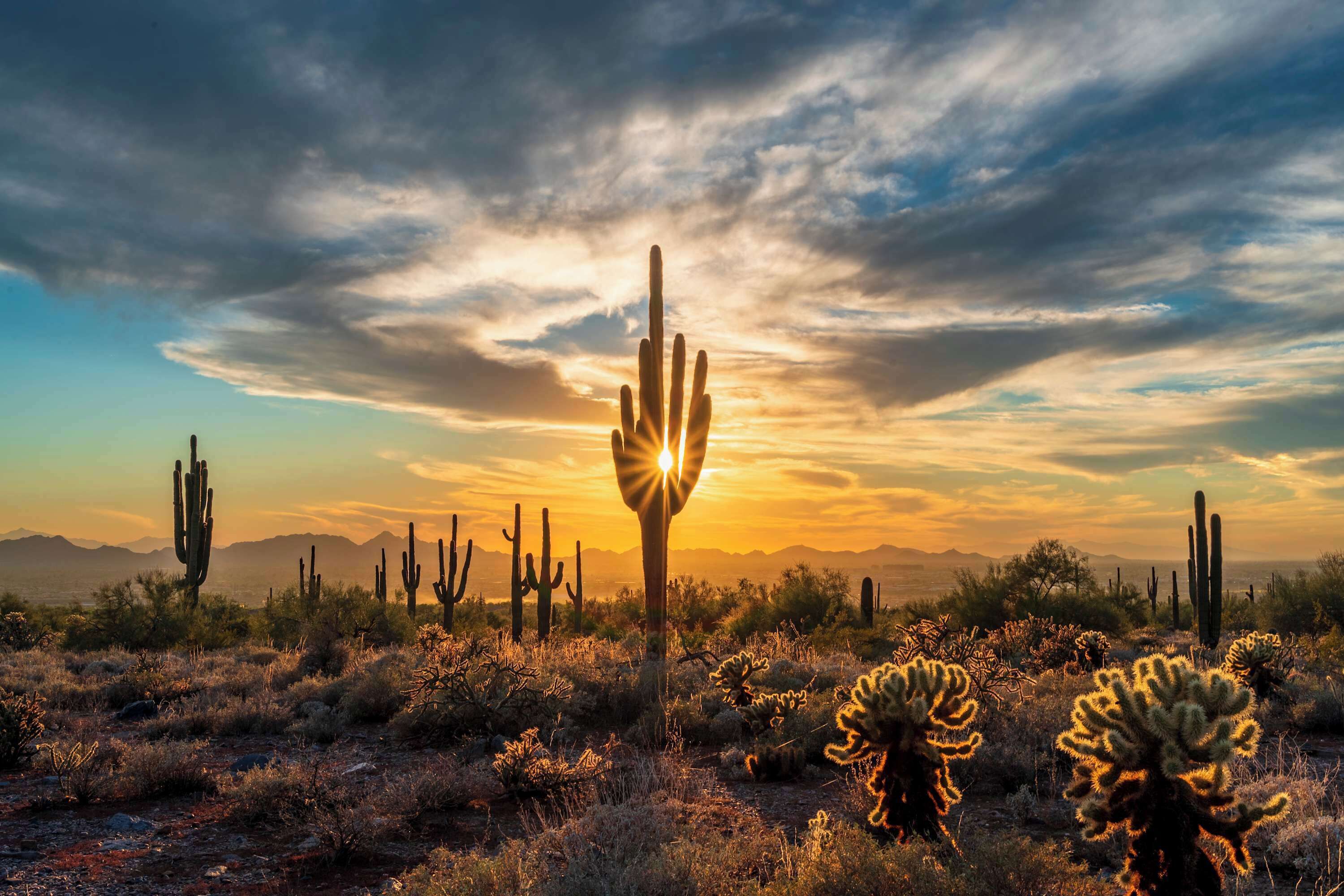A desert landscape with cacti and mountains in the background.