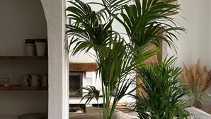 Una stanza con un'ampia arcata bianca, un lampadario e due grandi piante in vaso.