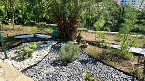 A garden with a palm tree, various plants, and a stone pathway. - Ceres  Apartments (Utjeha)