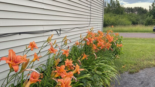 A house with a garden of orange lilies along the side. - Cozy 2-bedroom cottage in historic Calumet (calumet)