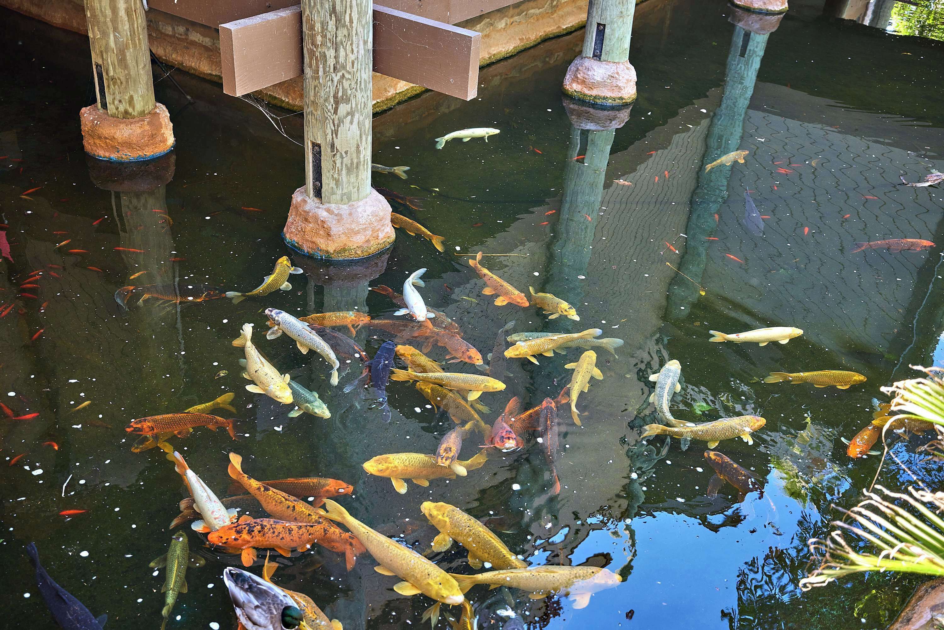 A pond with various fish and wooden posts.
