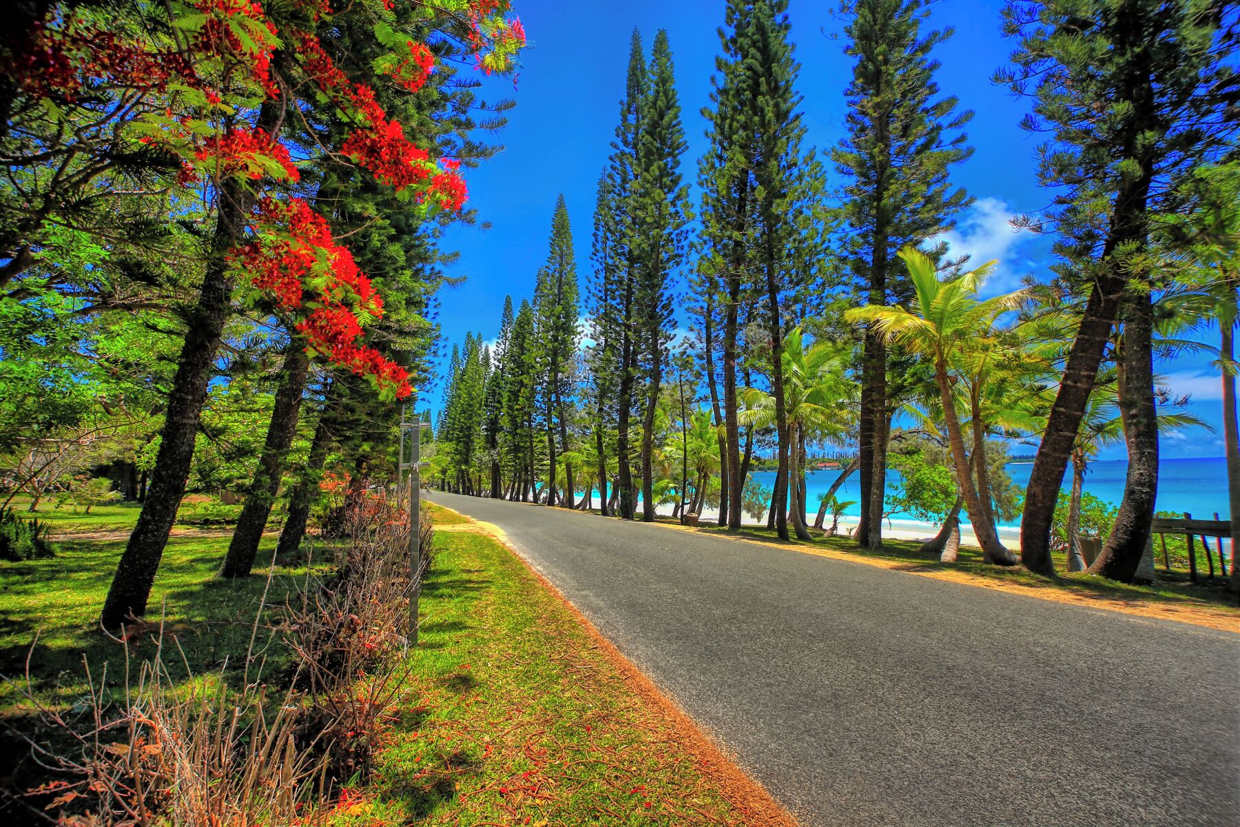 A road lined with trees and a beach in the background.