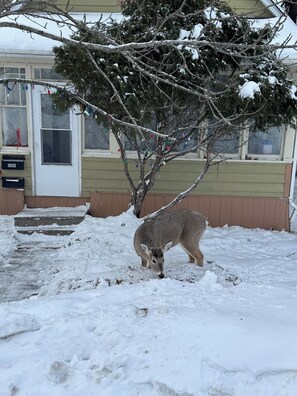 Property grounds - Charming 3 bedroom, 2 storey home.  Sleeps 8 Minutes walk to recreation (Kenora)