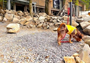A dog wearing a yellow vest on a gravel path with large rocks and a building in the background. - ZEN RESORT NIKKO (Nikko)