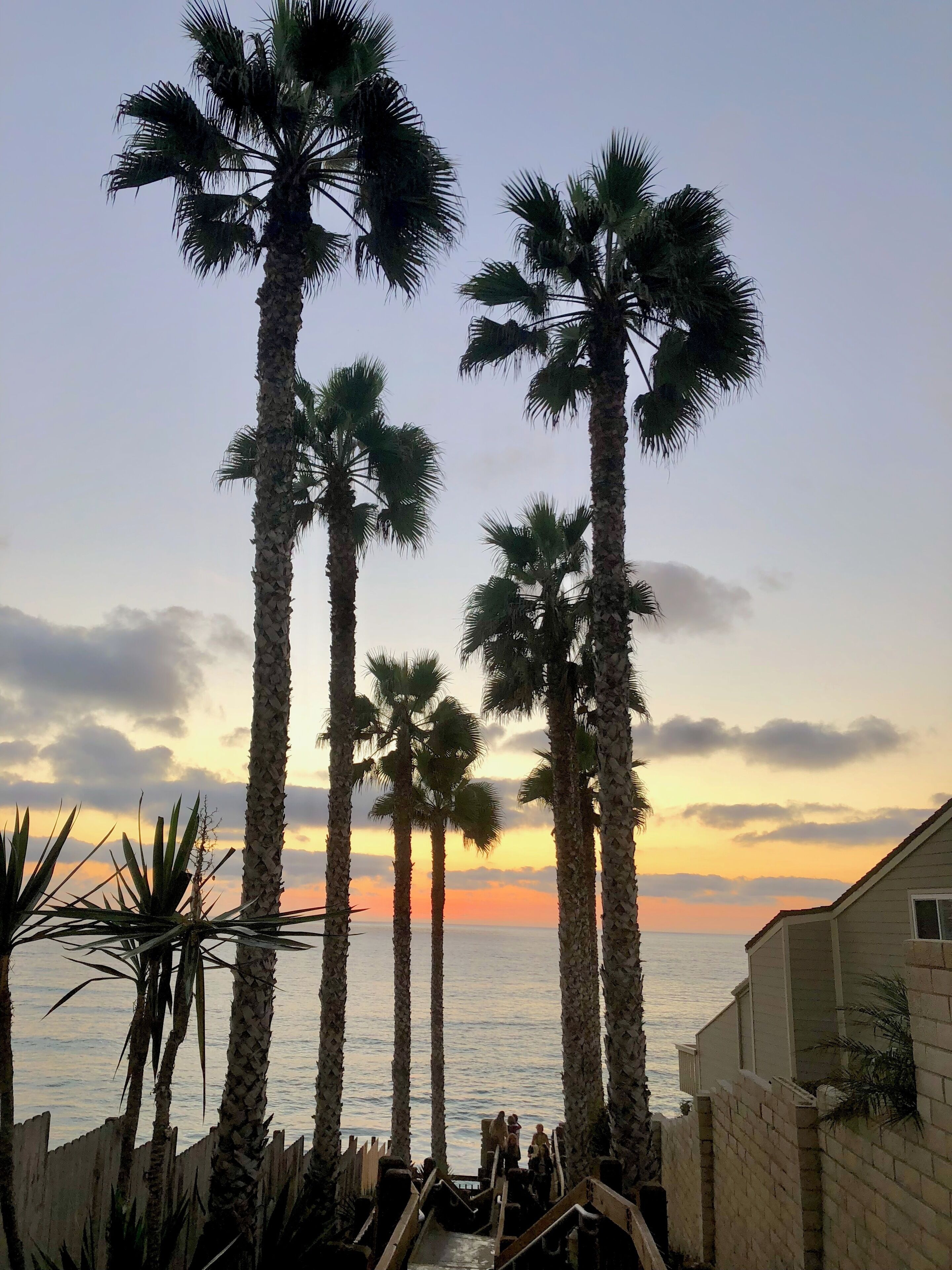 A coastal scene with tall palm trees and a wooden staircase leading down to the beach.