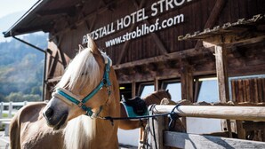 Un cavall amb una cabdal portant un arnés de peu davant d'un edifici de fusta amb un rètol que diu "Rittstall Hotel Strolhof".