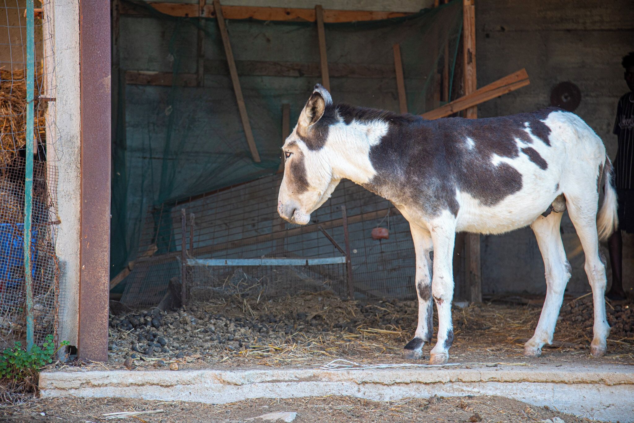 A stable with a horse standing near a wire fence.
