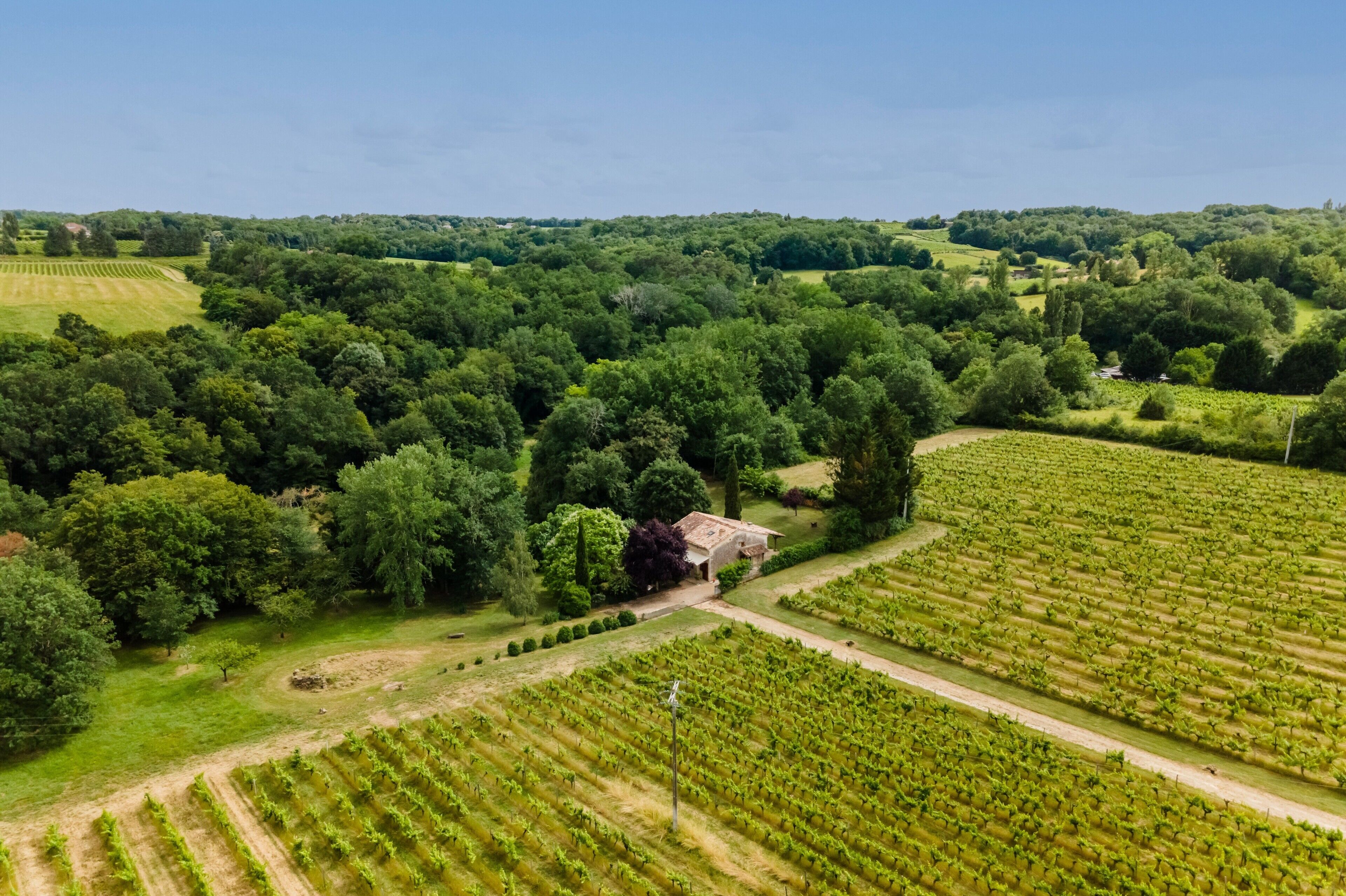 Vue aérienne d’un vignoble avec ses rangées de vignes, une ferme et la végétation environnante.