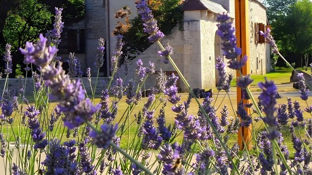 A stone building with a tower, surrounded by lavender fields.