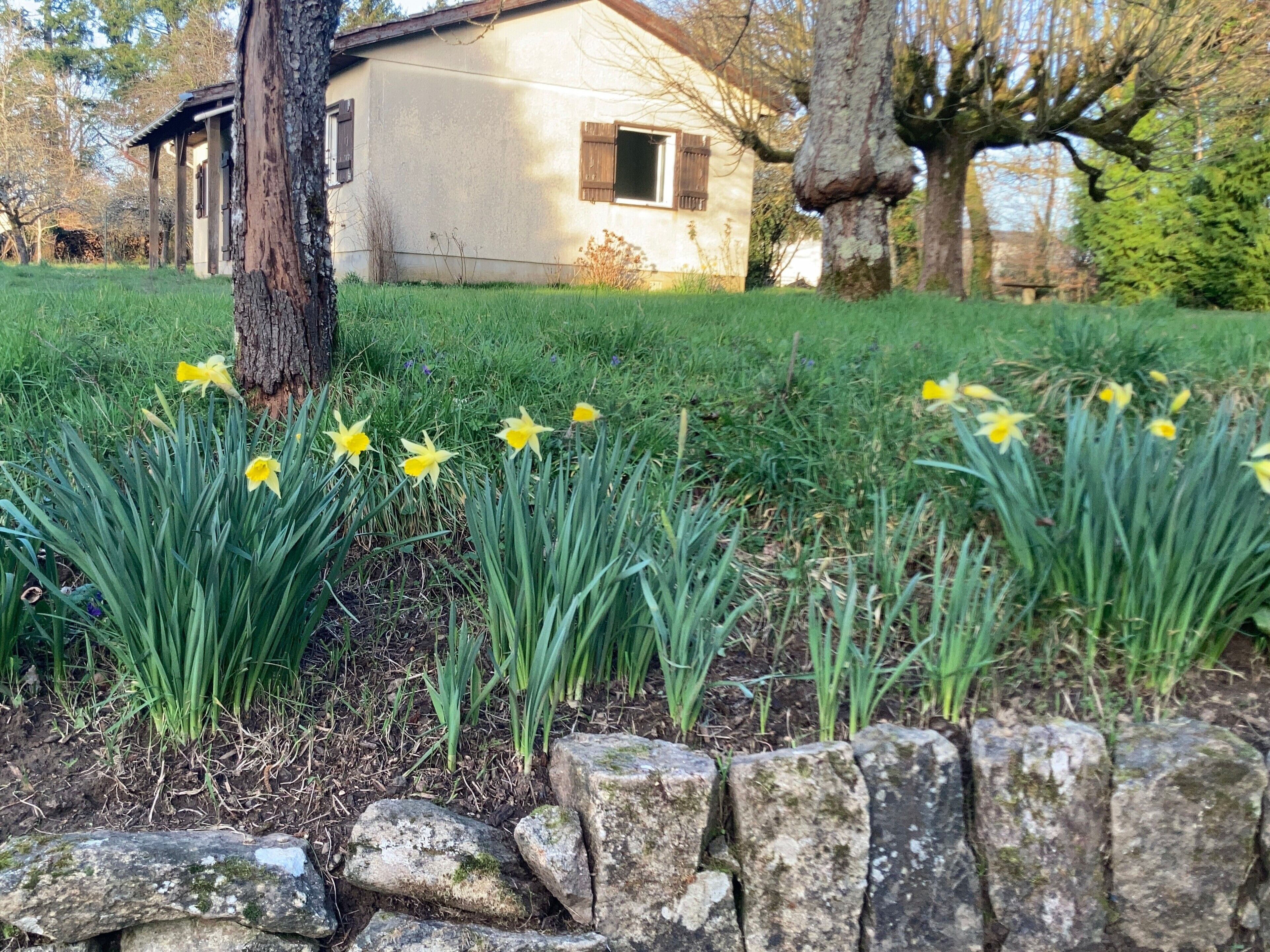 A stone wall with daffodils in front of a house with a wooden door and windows.