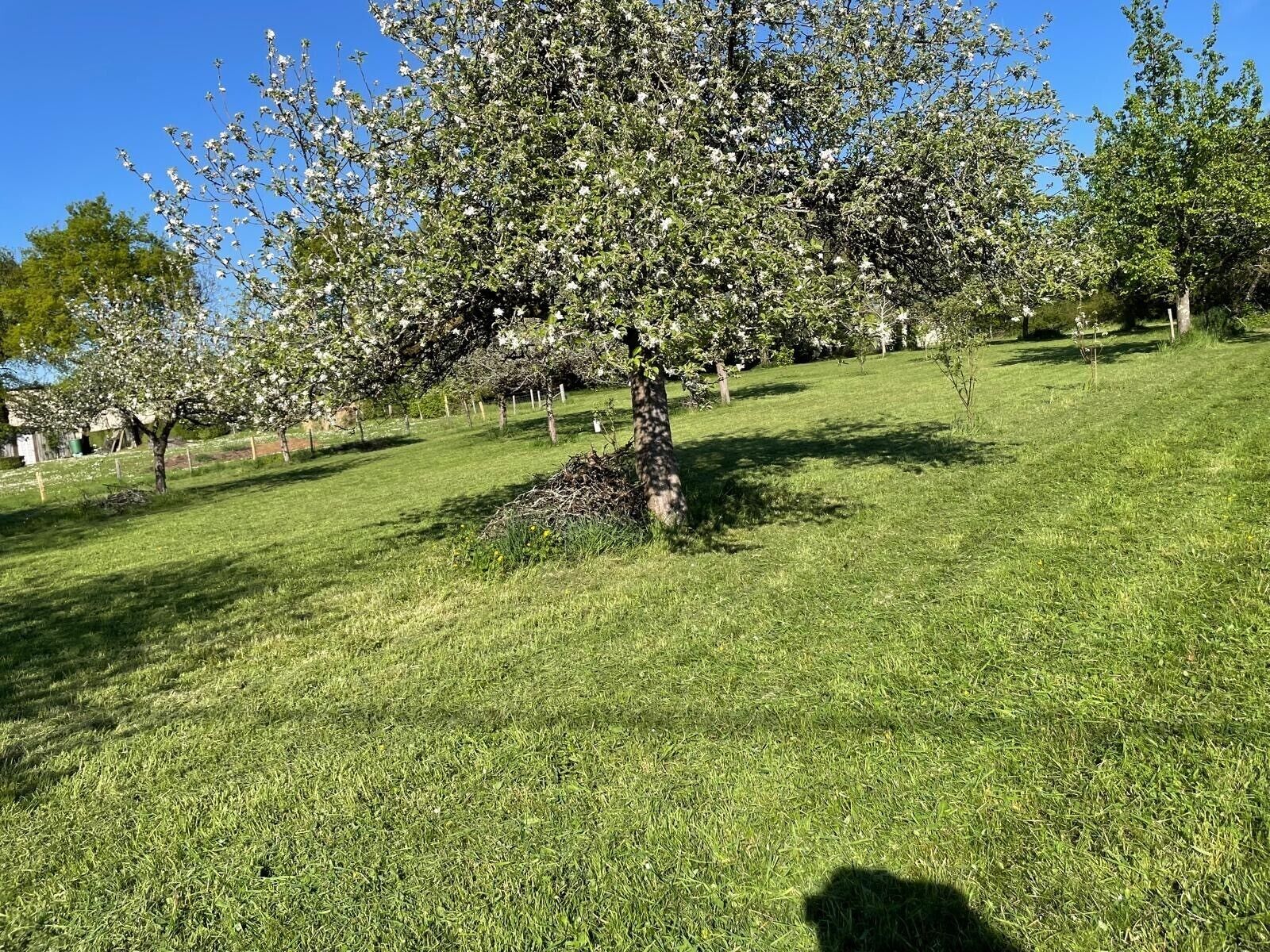 A tree-lined grassy area with a clear sky.