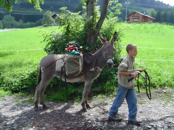 Un burro con arnés y alforjas, parado junto a una persona en un sendero de grava.