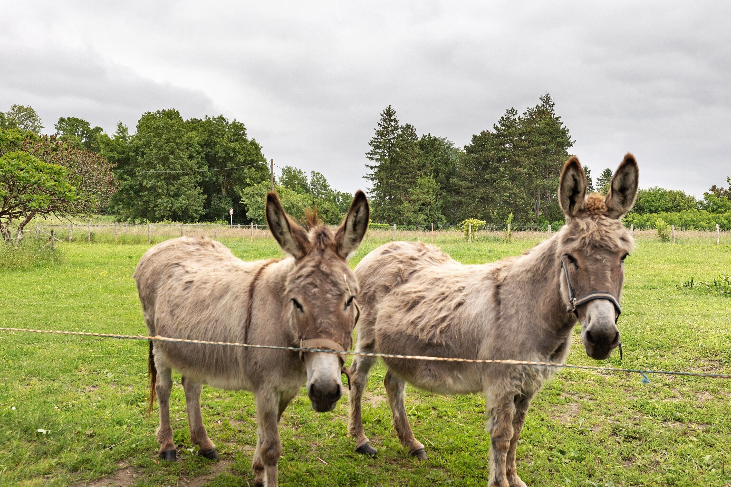 Two donkeys standing in a grassy field with a barbed wire fence in the foreground and trees in the background.