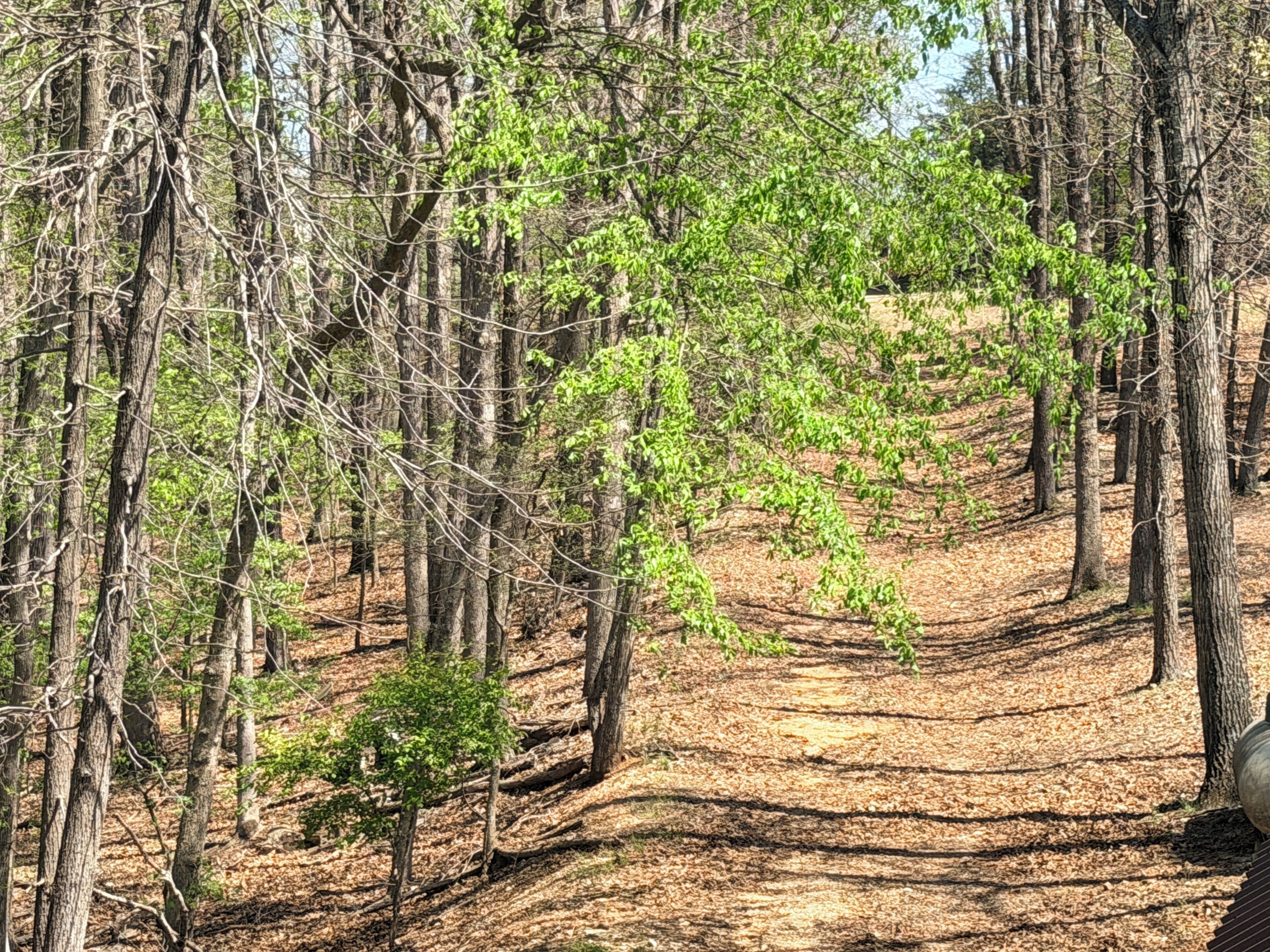 Une zone boisée avec un sentier de terre.