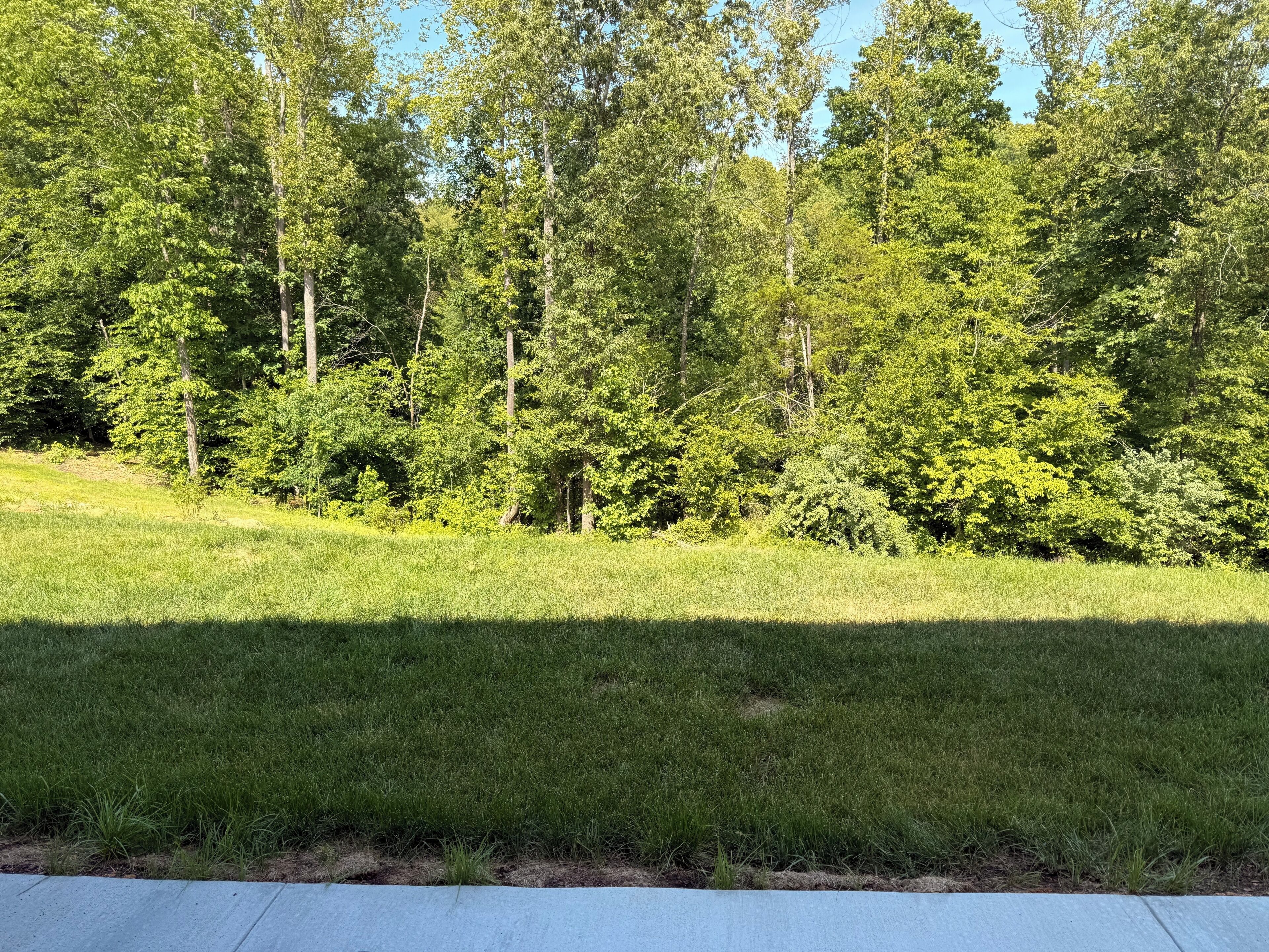 A grassy field with trees in the background.