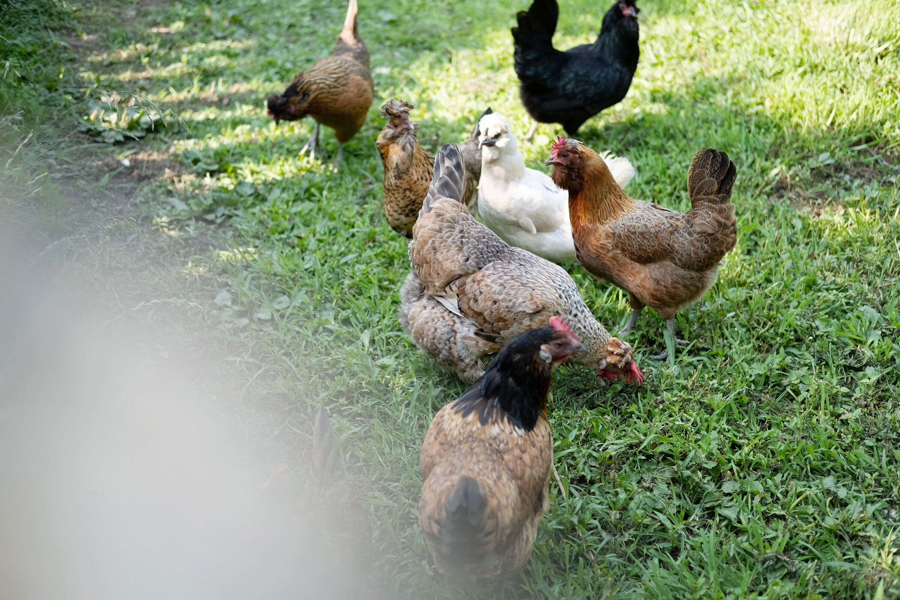 Un groupe de poules se trouve dans un espace herbeux.