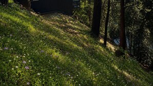 A modern cabin in a forest, surrounded by tall trees and greenery.