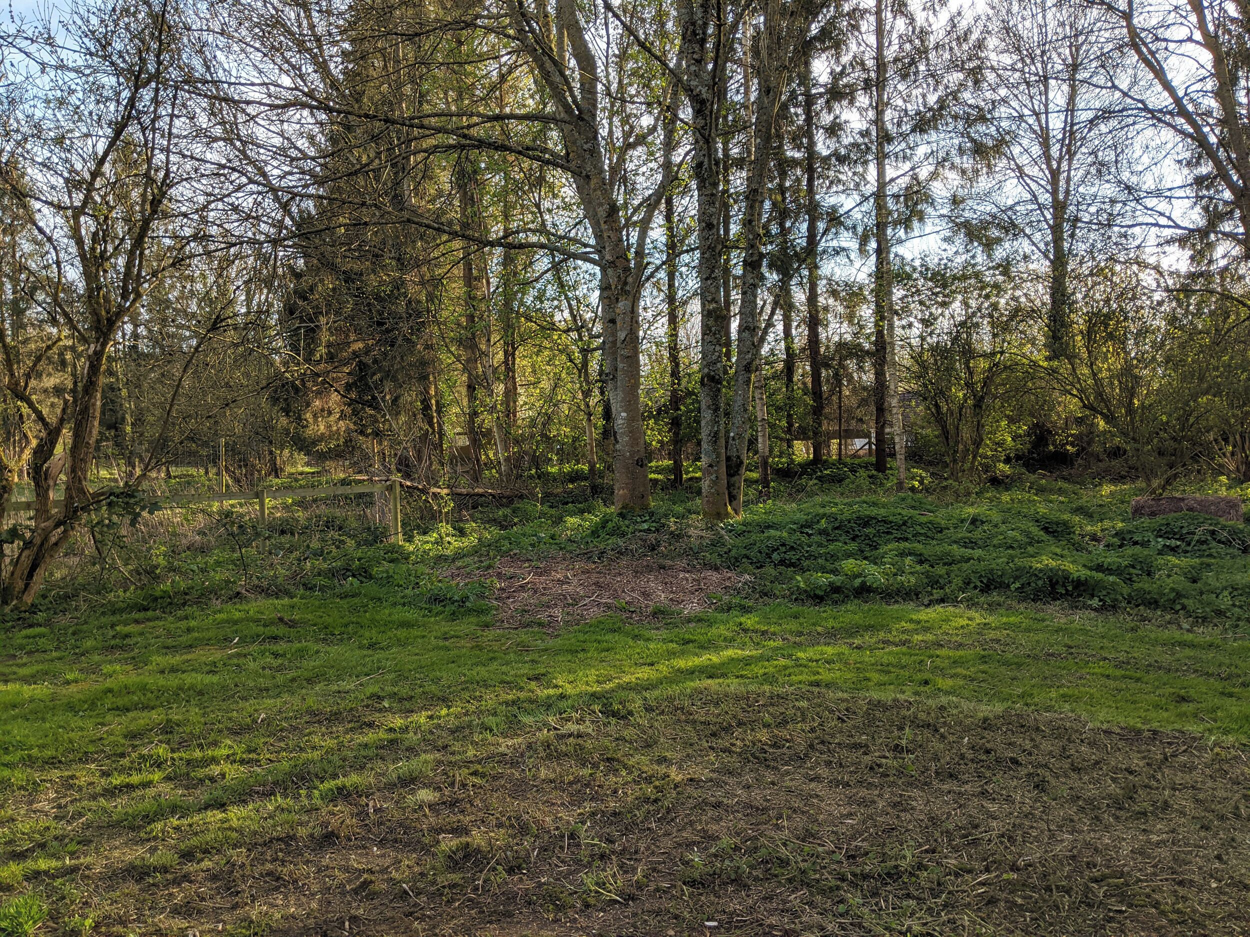 A forested area with a dirt path and dense greenery.