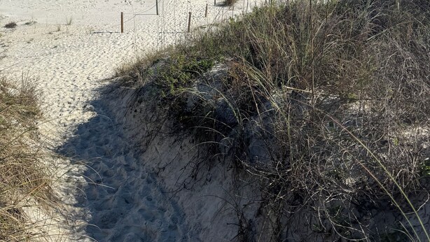 En sandstrand med gles vegetation och en klarblå himmel.