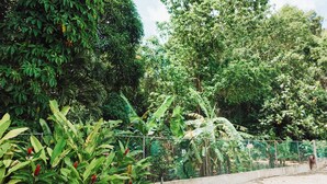 A fenced garden area with dense foliage and a concrete pathway. - Feel safe and rest in our cozy 1-bedroom studio with AC (Manatí)