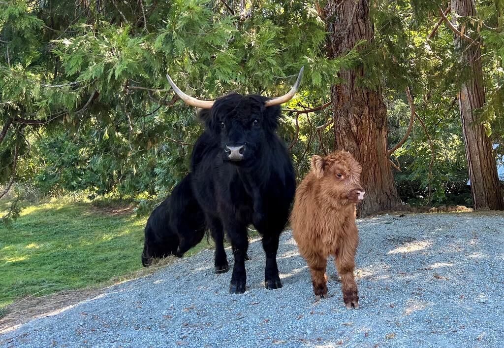 A black bull and a brown calf walking on a gravel path surrounded by trees.