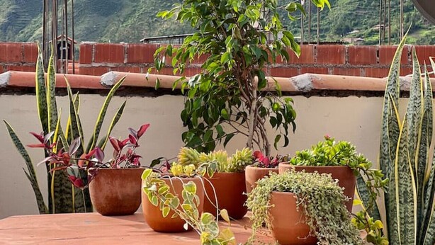 Terraza en la azotea con plantas en macetas y vistas a montañas verdes.