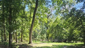 A forested area with a dirt path.