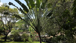 A palm tree with broad leaves in a well-maintained grassy area with other trees and shrubs. - 3-bedroom villa in beautiful Sosúa with cool AC breeze (Sosúa)