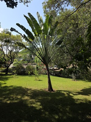 Eine Palme mit breiten Blättern in einem gepflegten Rasenbereich, umgeben von weiteren Bäumen und Sträuchern.