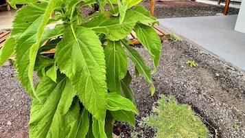 Details aan de buitenkant