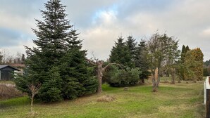 Un espace extérieur verdoyant, avec plusieurs arbres, dont un grand conifère et un arbre à feuilles caduques plus petit.
