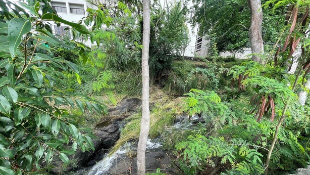 Paisaje natural con una cascada pequeña, abundante vegetación y un edificio al fondo.