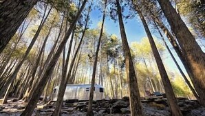 Een bos met hoge bomen en een witte camper op een rotsachtige ondergrond.