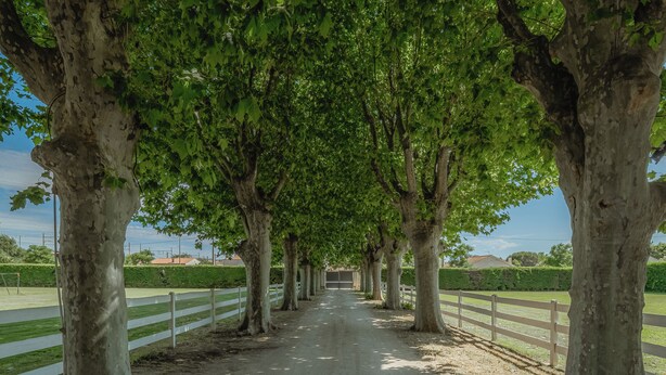 A tree-lined pathway with a white fence on both sides.