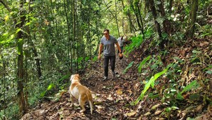 Zona boscosa amb un camí de terra, un gos i una persona caminant.
