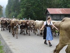 Un grupo de vacas caminando por un camino, guiadas por una persona, rodeadas de árboles y una estructura de madera.