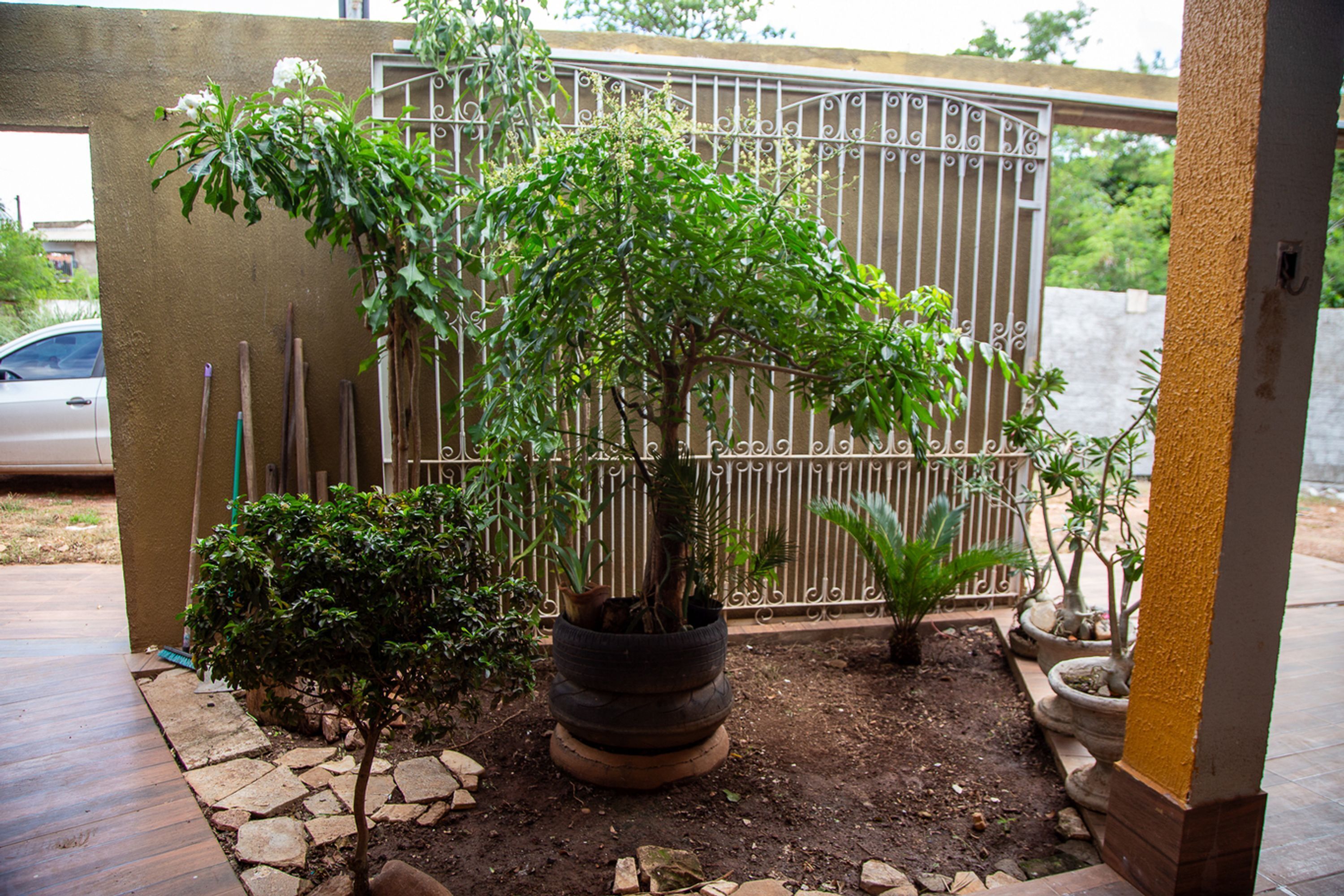 A garden with various potted plants and a metal gate in the background.