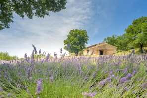 Property grounds - Domaine L'essentiel de Lavande (La Bégude-de-Mazenc)