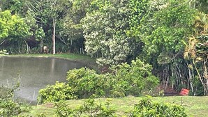 A pond surrounded by dense greenery and trees. - Chácara Paraíso de Itamonte (Itanhandu)