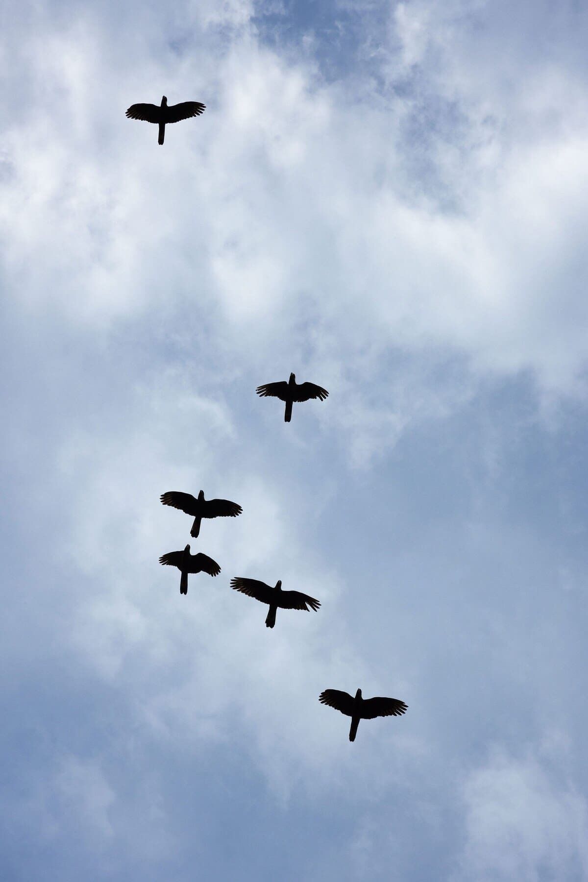 Un groupe d’oiseaux volant dans un ciel nuageux.