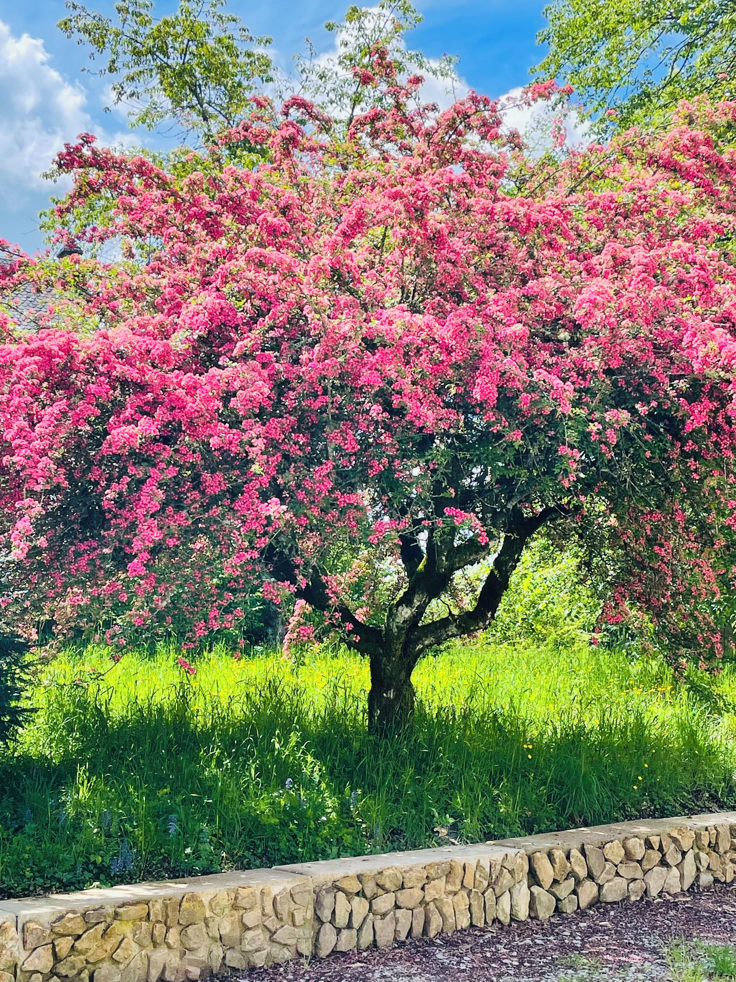 Un arbre aux fleurs roses, situé dans un espace paysager bordé de pierres.