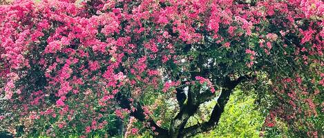 Un arbre aux fleurs roses, situé dans un espace paysager bordé de pierres.