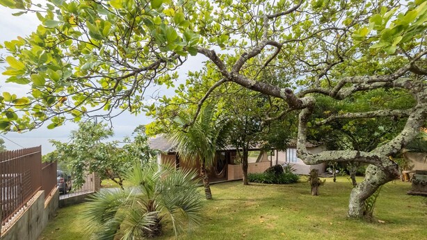 A residential garden with a large tree, a palm plant, and a house in the background. - House w/ Barbecue 140m From the Beach Shd0071 (Florianópolis)