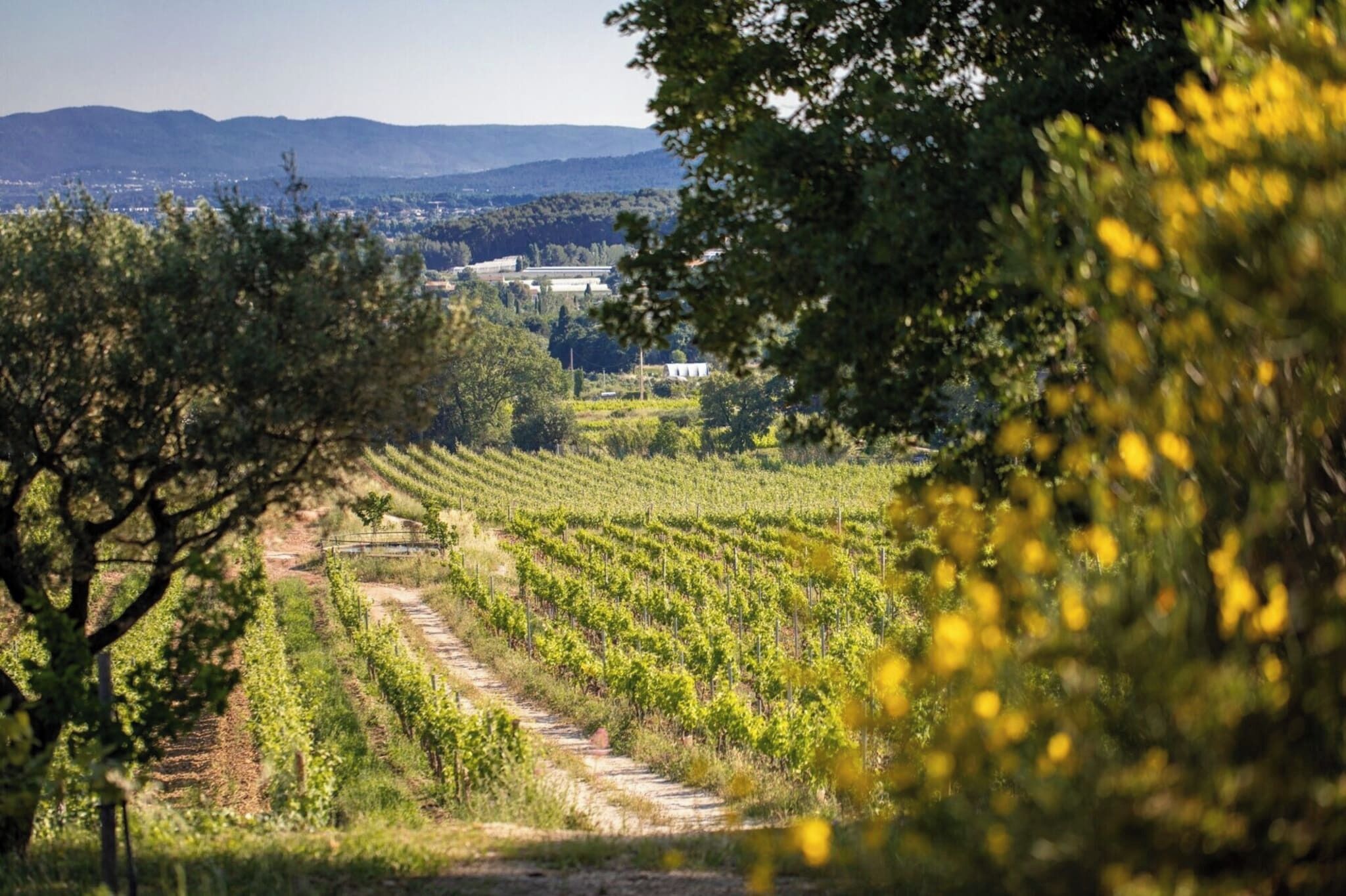 A vineyard with rows of grapevines, a dirt path, and a building in the background.