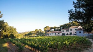 A vineyard with rows of grapevines and a white building with green shutters in the background. - Pinot - Domaine de la Navicelle (Le Pradet)