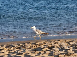 Vlak bij het strand