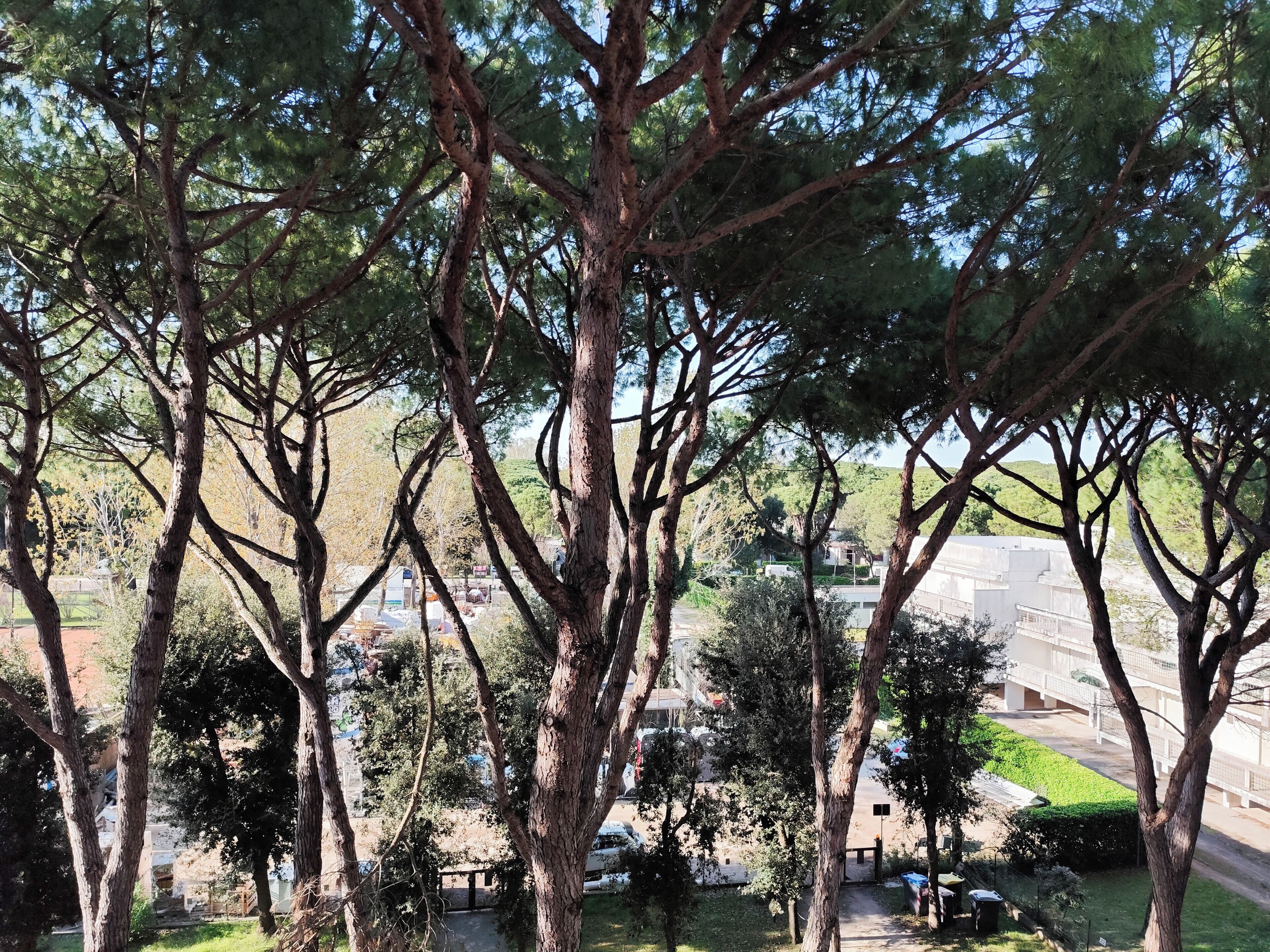 Vista de um parque com árvores altas e um caminho que leva a um edifício.